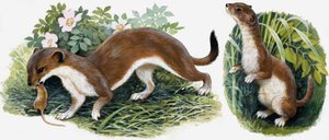 Koninkrijk der Natuur: Onze Eilandjagers