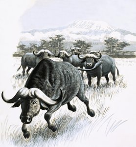 Het Koninkrijk van de Natuur: Blijf uit de buurt van de buffel! door English School