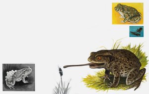 Het koninkrijk der natuur: Padden -- Eenvoudig en geduldig