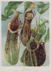 Nepenthes