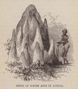 Nesten van witte mieren in Afrika (gravure) door English School