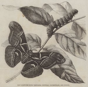 Nieuwe Zijderupsmot (Saturnia Cynthia), Rups en Cocoon door English School