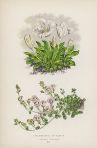 Nierembergia Rivularis; Linaria Villosa (kleur litho) door English School