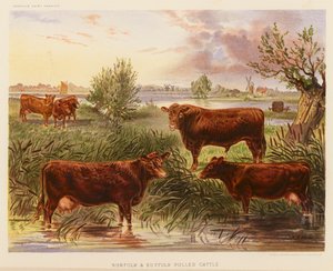 Norfolk en Suffolk Polled Vee