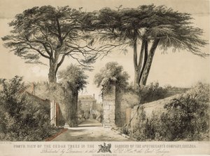 Noordelijk uitzicht op de cederbomen in de tuinen van de Apothekersmaatschappij, Chelsea, Londen door English School