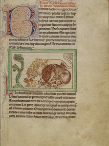 Northumberland Bestiarium, c.1250-60