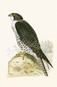 Noorse Jer-Falcon, illustratie uit 