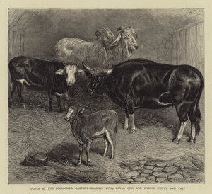 Aantekeningen in de Dierentuin, Brahmaanse Stier, Gayal Koe, en Hybride Vaars en Kalf door English School