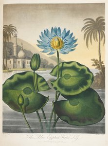 Nymphaea Caerulea, Blauwe Egyptische Waterlelie door English School