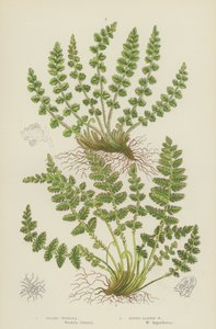 Oblong Woodsia, Rondbladige Woodsia door English School