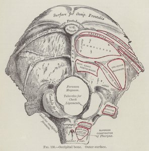 Achterhoofdsbeen, buitenoppervlak (gravure) door English School