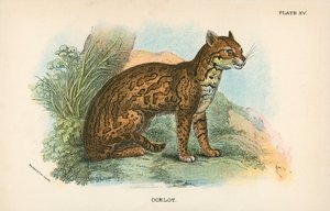 Ocelot