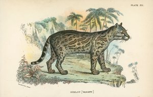 Ocelot [Variëteit] door English School