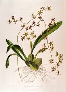 Odontoglossum Hastatum door English School