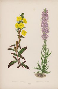 Oenothera Pumila; Veronica Incisa (kleur litho) door English School