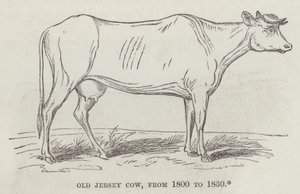Oude Jersey-koe, van 1800 tot 1830 (gravure) door English School