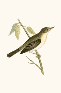 Olivaceous zanger, illustratie uit 