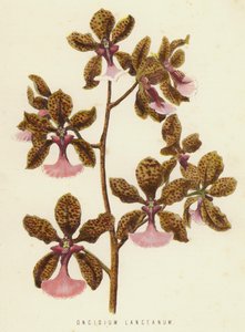 Oncidium Lanceanum door English School