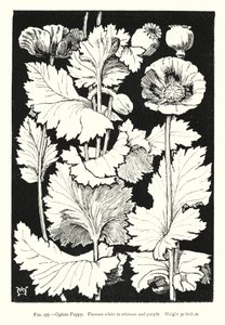 Papaver; Bloemen wit tot karmozijnrood en paars; Hoogte 30 inch