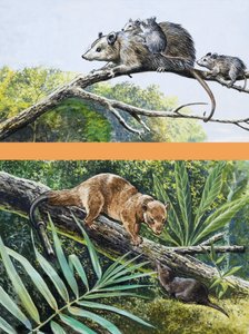 Opossums