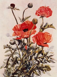 Oosterse papavers door English School