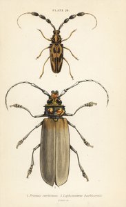 Orthomegas cinnamomeus Prionus corticinus 1, en Batus barbicornis, Lophonocerus barbicornis 2