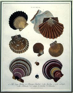 Ostrea, illustratie uit de 