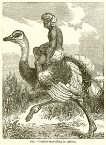Struisvogelreizen in Afrika