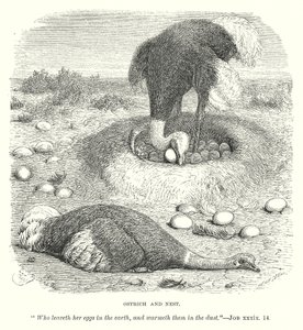 Struisvogel en Nest (gravure) door English School