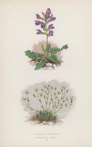 Oxytropis Pyrenaica; Arenaria Verna door English School