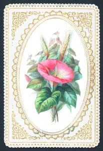 Roze Petunia Bloem, Kaart door English School