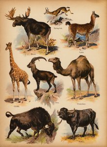 Pagina uit De Kleine Mensen’s Beeld Natuurlijke Geschiedenis, ca. 1900 door English School