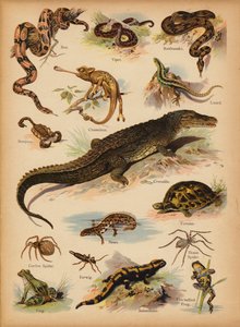 Pagina uit De Kleine Mensen’s Beeld Natuurlijke Geschiedenis, ca. 1900 door English School