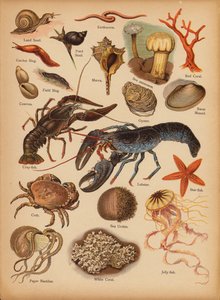 Pagina uit De Kleine Mensen’s Beeld Natuurlijke Geschiedenis, ca. 1900 door English School