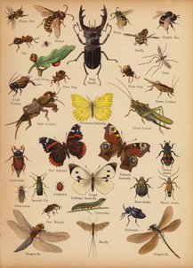 Pagina uit De Kleine Mensen’s Beeld Natuurlijke Geschiedenis, ca. 1900 door English School