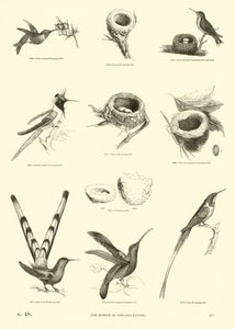 Pagina uit Het Picturale Museum van Geanimeerde Natuur