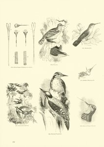 Pagina uit Het Picturale Museum van Geanimeerde Natuur
