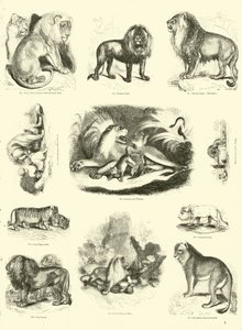 Pagina uit Het Picturale Museum van Geanimeerde Natuur