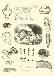 Pagina uit Het Picturale Museum van Geanimeerde Natuur