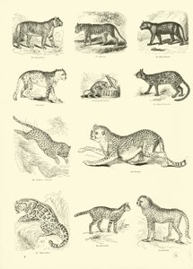 Pagina uit Het Picturale Museum van Geanimeerde Natuur door English School