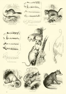 Pagina uit Het Picturale Museum van Geanimeerde Natuur door English School