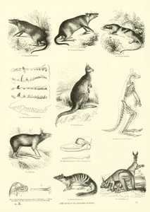 Pagina uit Het Picturale Museum van Geanimeerde Natuur