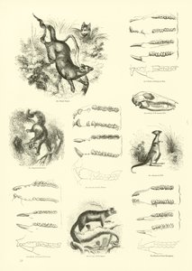 Pagina uit Het Picturale Museum van Geanimeerde Natuur door English School