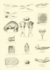 Pagina uit Het Picturale Museum van Geanimeerde Natuur