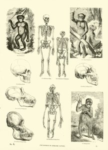 Pagina uit Het Picturale Museum van Geanimeerde Natuur