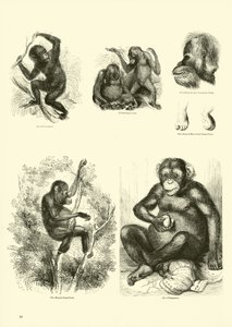 Pagina uit Het Picturale Museum van Geanimeerde Natuur door English School