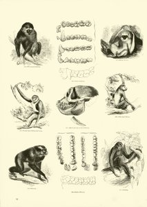Pagina uit Het Picturale Museum van Geanimeerde Natuur