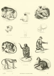 Pagina uit Het Picturale Museum van Geanimeerde Natuur door English School