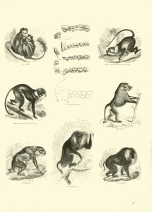 Pagina uit Het Picturale Museum van Geanimeerde Natuur