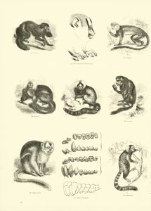 Pagina uit Het Picturale Museum van Geanimeerde Natuur door English School